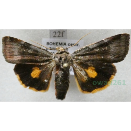 Noctua janthina Denis & Schiffermüller, 1775 Rolnica przepaska Czech22f